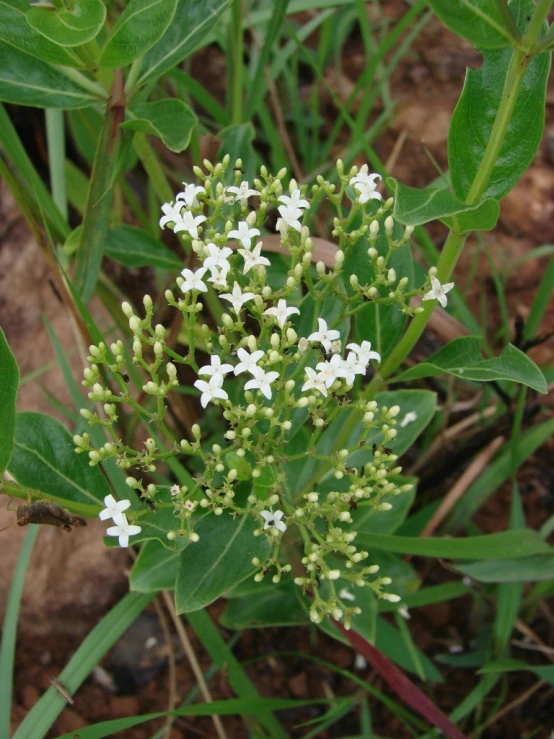 close up of white flowers growing in dirt and grass