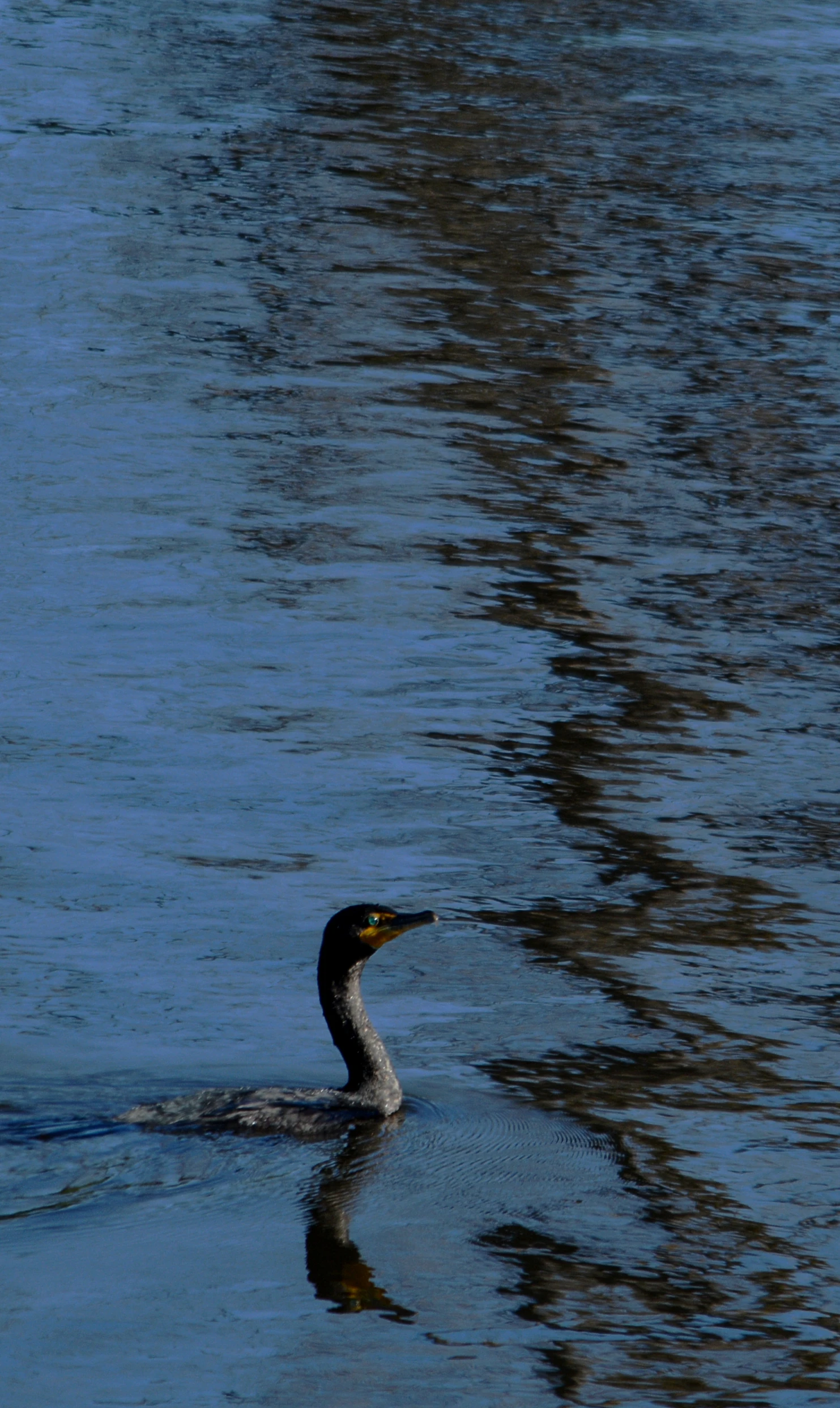 there is a bird that is swimming in the water