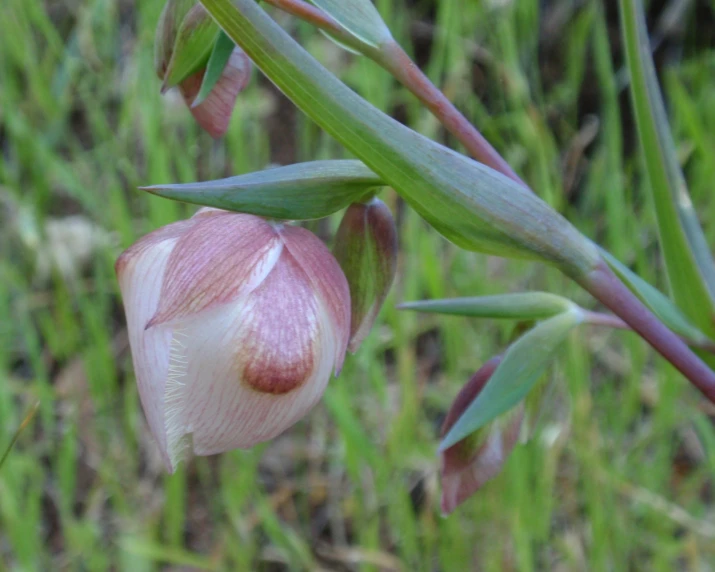 a close up view of a flower blooming