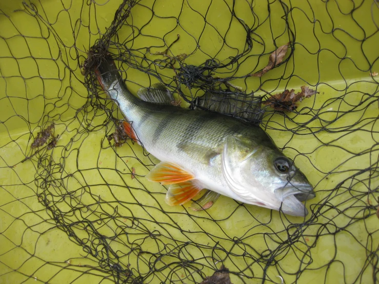 an odd looking fish laying on a net