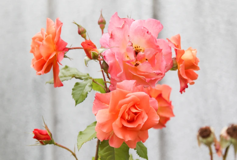 pink roses growing in a vase with green leaves