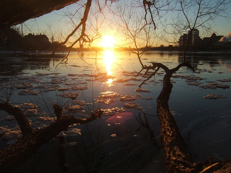 the sun is setting over the water near some dead trees