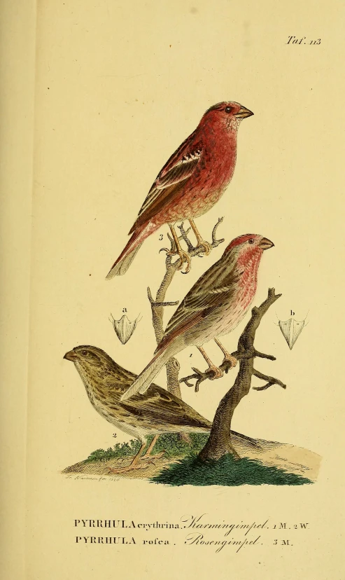 two brown red birds sitting on top of nches