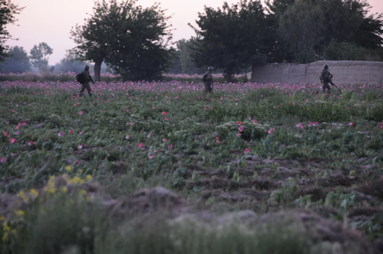 soldiers patrol the field at dusk with pink flowers