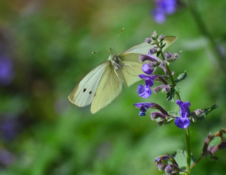 a small white erfly is perched on a purple flower