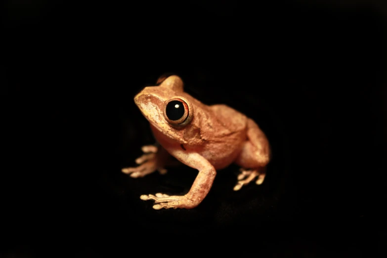 this is a frog with black eyes and a white spot