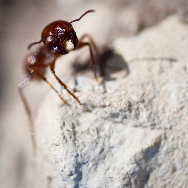 a bug standing on top of a white rock