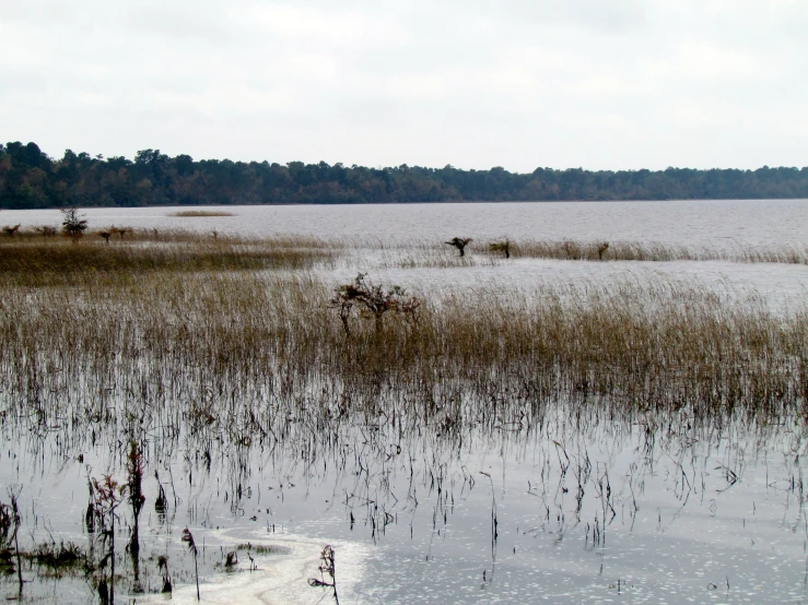 water near some tall grasses and trees