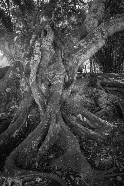 a very large tree with many roots