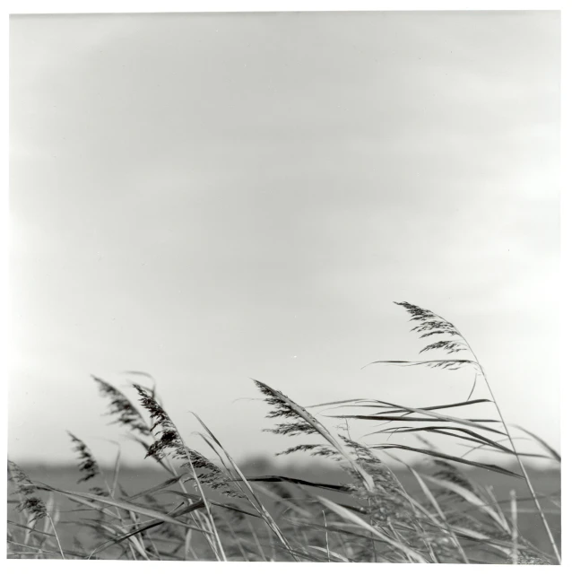 a black and white po of tall grass