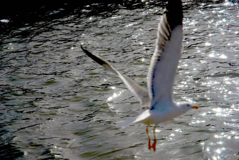 a large white seagull flying over some water