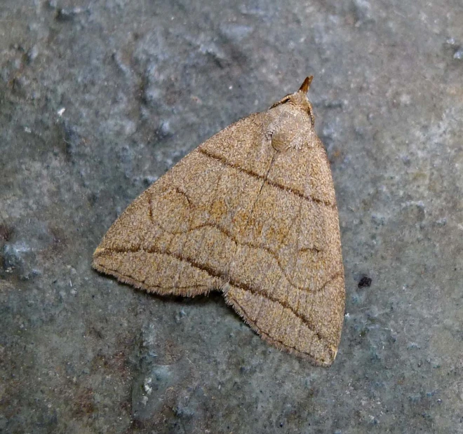 a close up view of a small brown moth