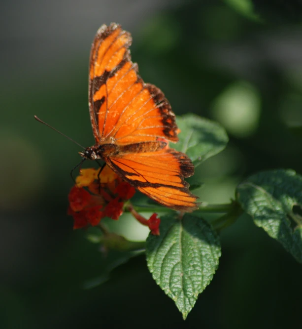 an orange erfly with black stripes on its wings