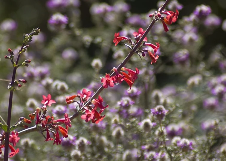 a nch with purple flowers and a single plant on it