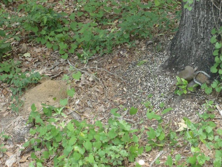 a squirrel hiding in the bushes near a tree