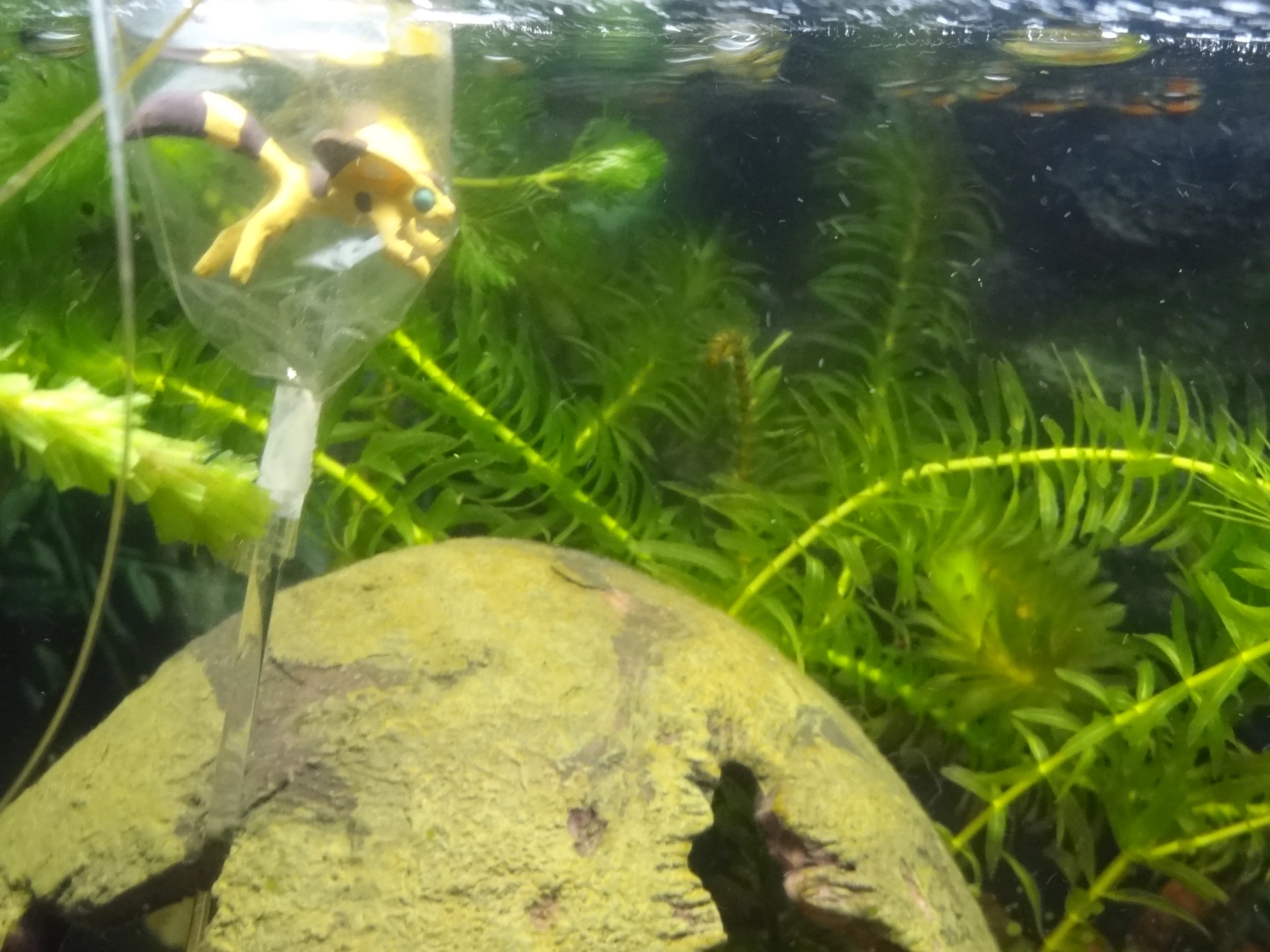 a yellow toy is sitting in the bottom part of an aquarium tank