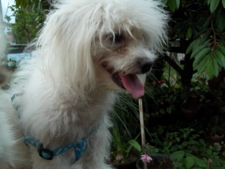 a white dog wearing a blue collar looking back