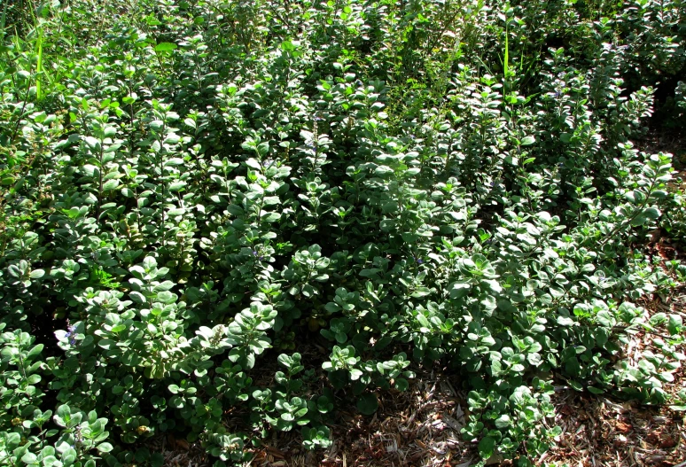 some plants that are growing by the side of the road