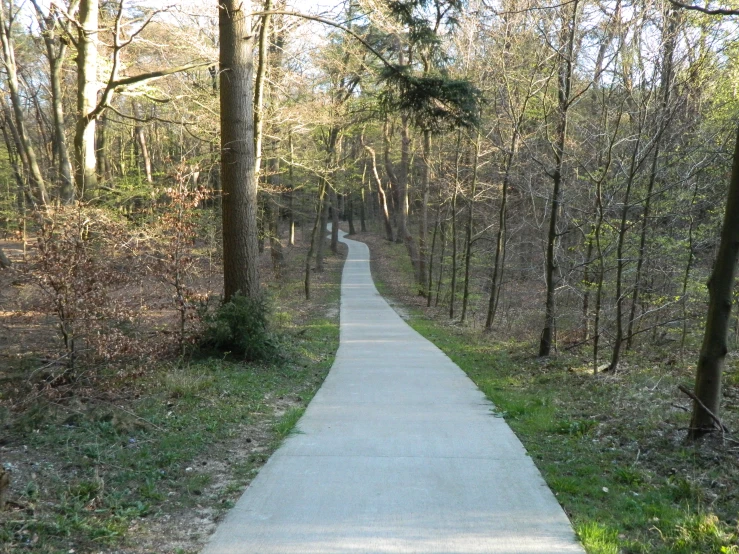 a path through an area with no leaves