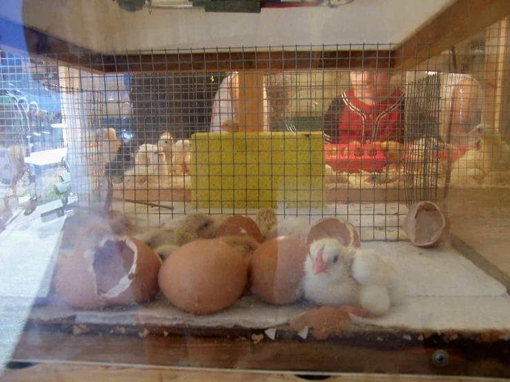 several small hampies sitting inside of a cage