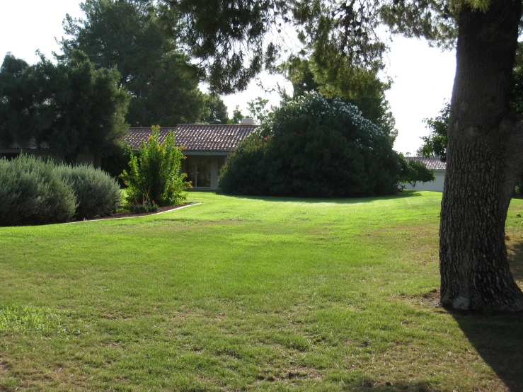 a bench in a grassy area under some trees