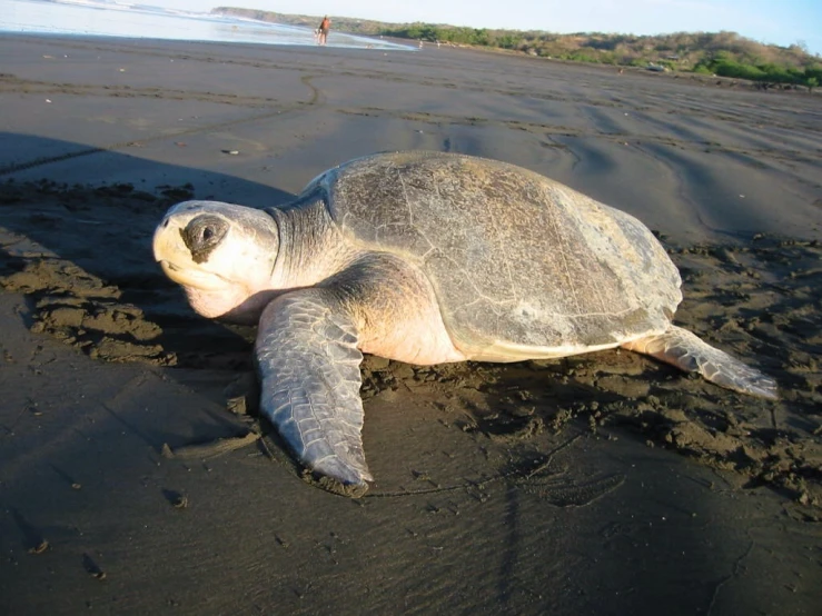 a sea turtle laying on a black beach