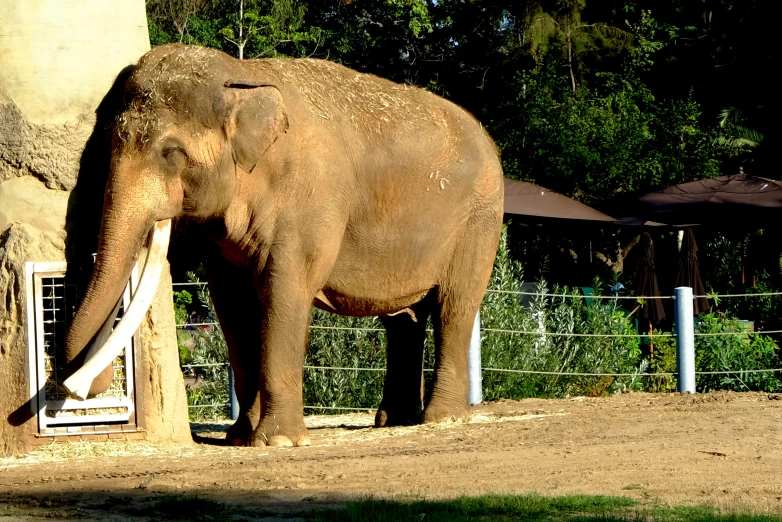 an elephant behind a fence at the zoo