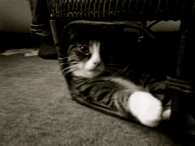 a cat rests in the top of a basket