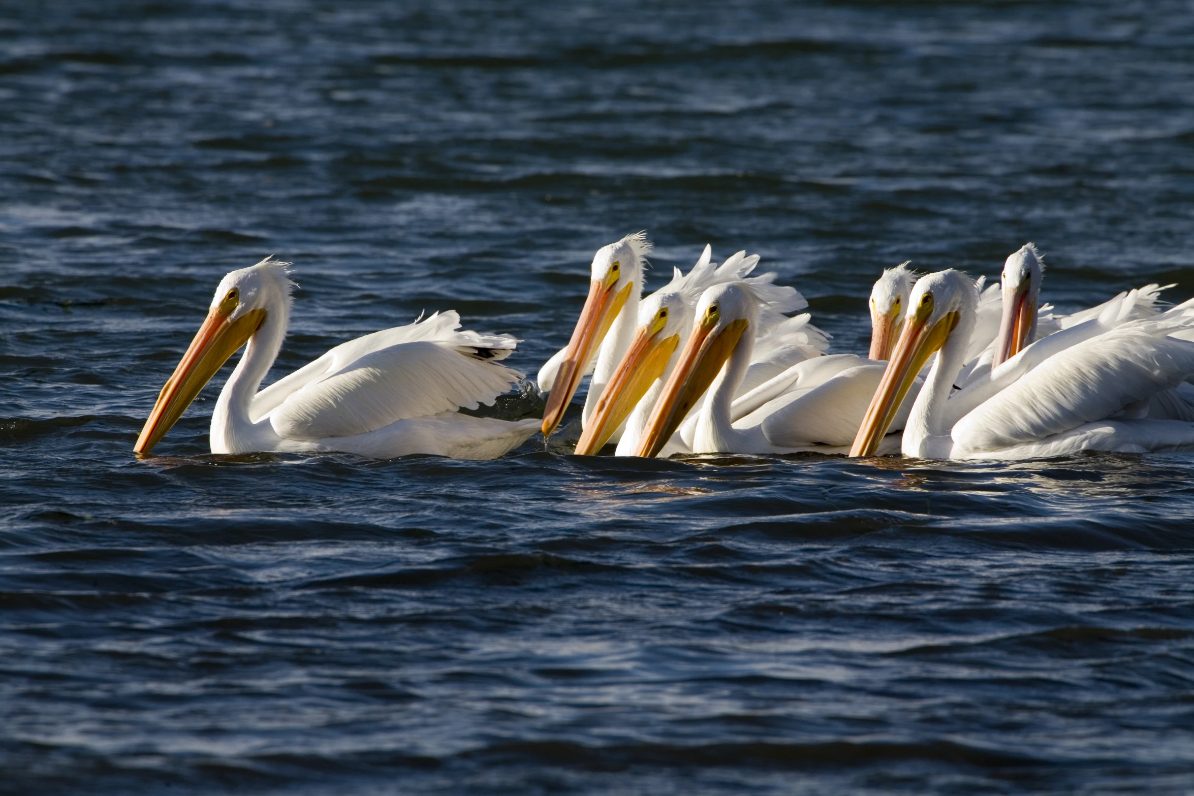four white pelicans on the edge of the water
