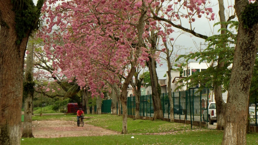 a person on a bicycle on the side of a road surrounded by trees