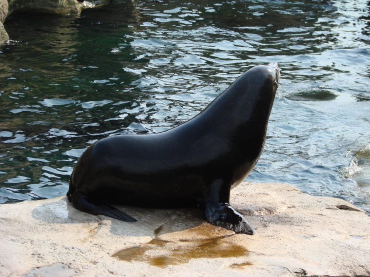 a seal is sitting on the beach near the water