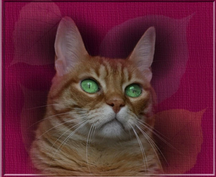 a brown tabby cat with green eyes sitting in front of a pink wall