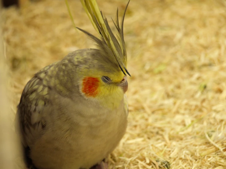 a small grey and yellow bird with feathers on its head