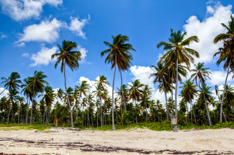 coconut trees line a beach near the ocean