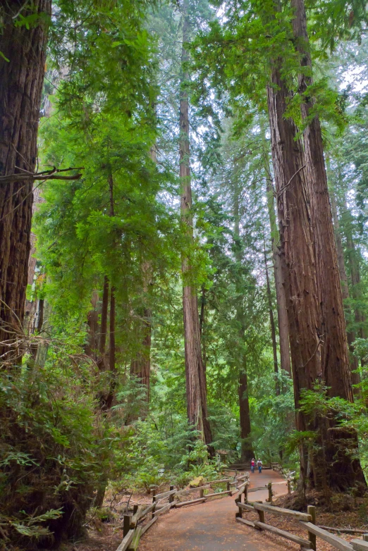 the trees line the path of the wooded park