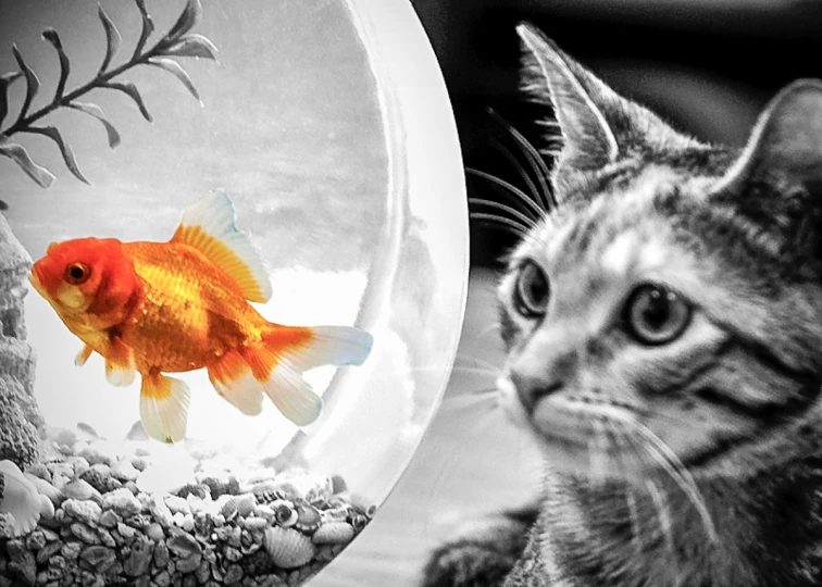 a cat stares at a goldfish in its bowl