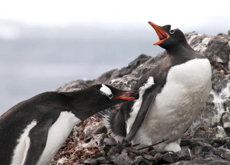 two penguins are standing on rocks near each other