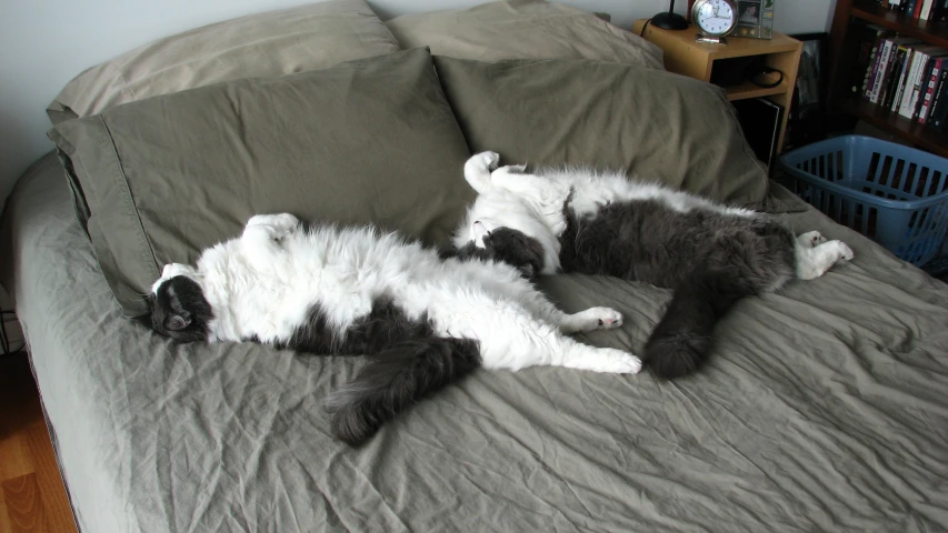 two black and white cats curled up asleep on a bed