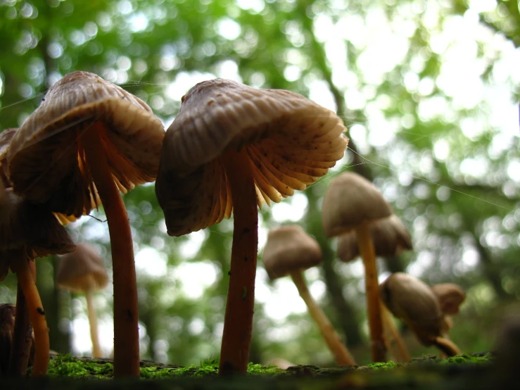 a group of mushrooms growing on the side of a forest