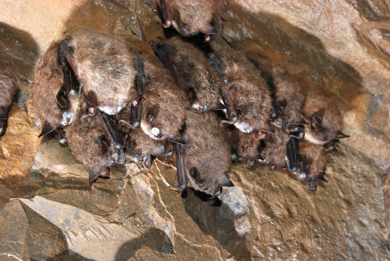 a large group of bats is on some rocks