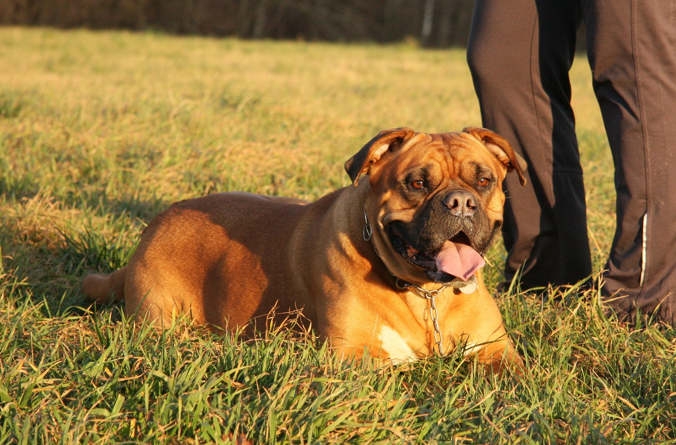 a dog is laying in the grass with a person walking by