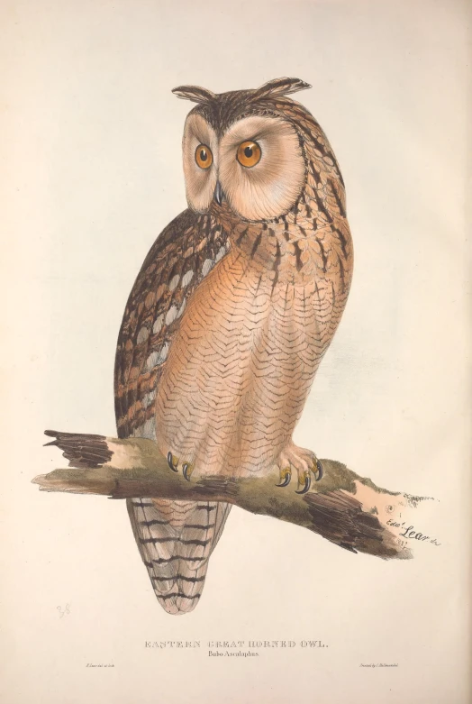 the drawing shows a small owl perched on a tree nch