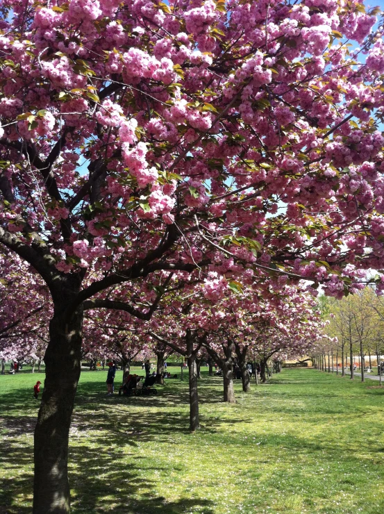 people are sitting on benches under pink trees