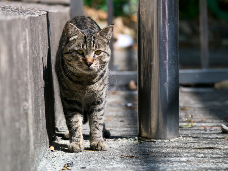 a cat that is walking by some poles