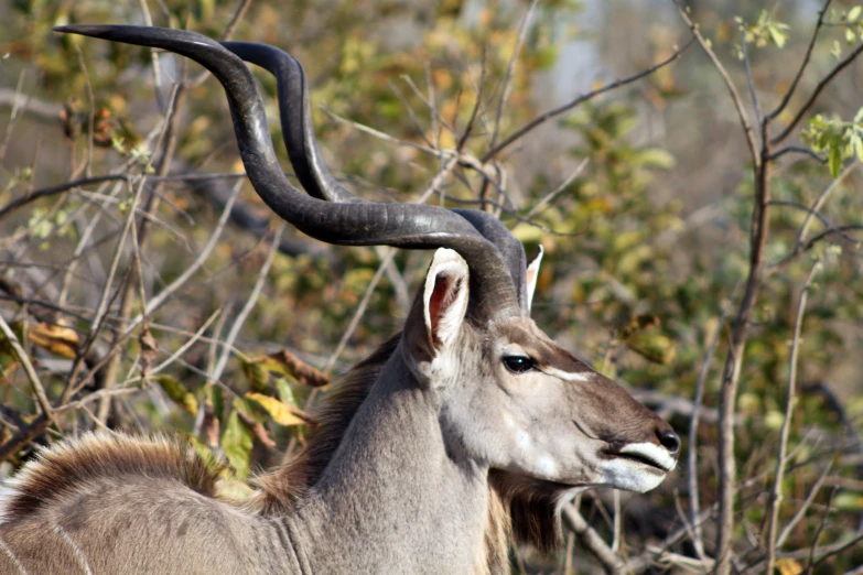 an animal with very large horns stands near some trees