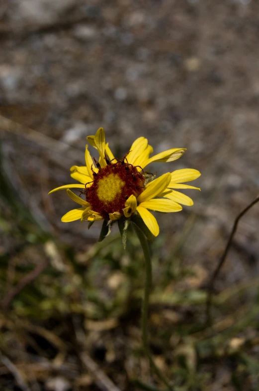 a single wild yellow flower stands out against a bare ground