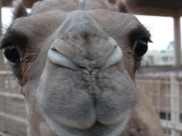 closeup picture of a brown camel's face