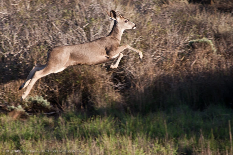 the antelope is running quickly through the grass