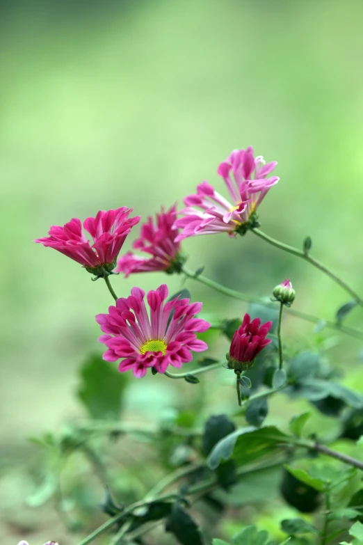 several pink flowers are in a garden with lots of green leaves