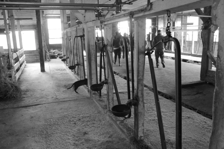 a black and white po of cows in a barn